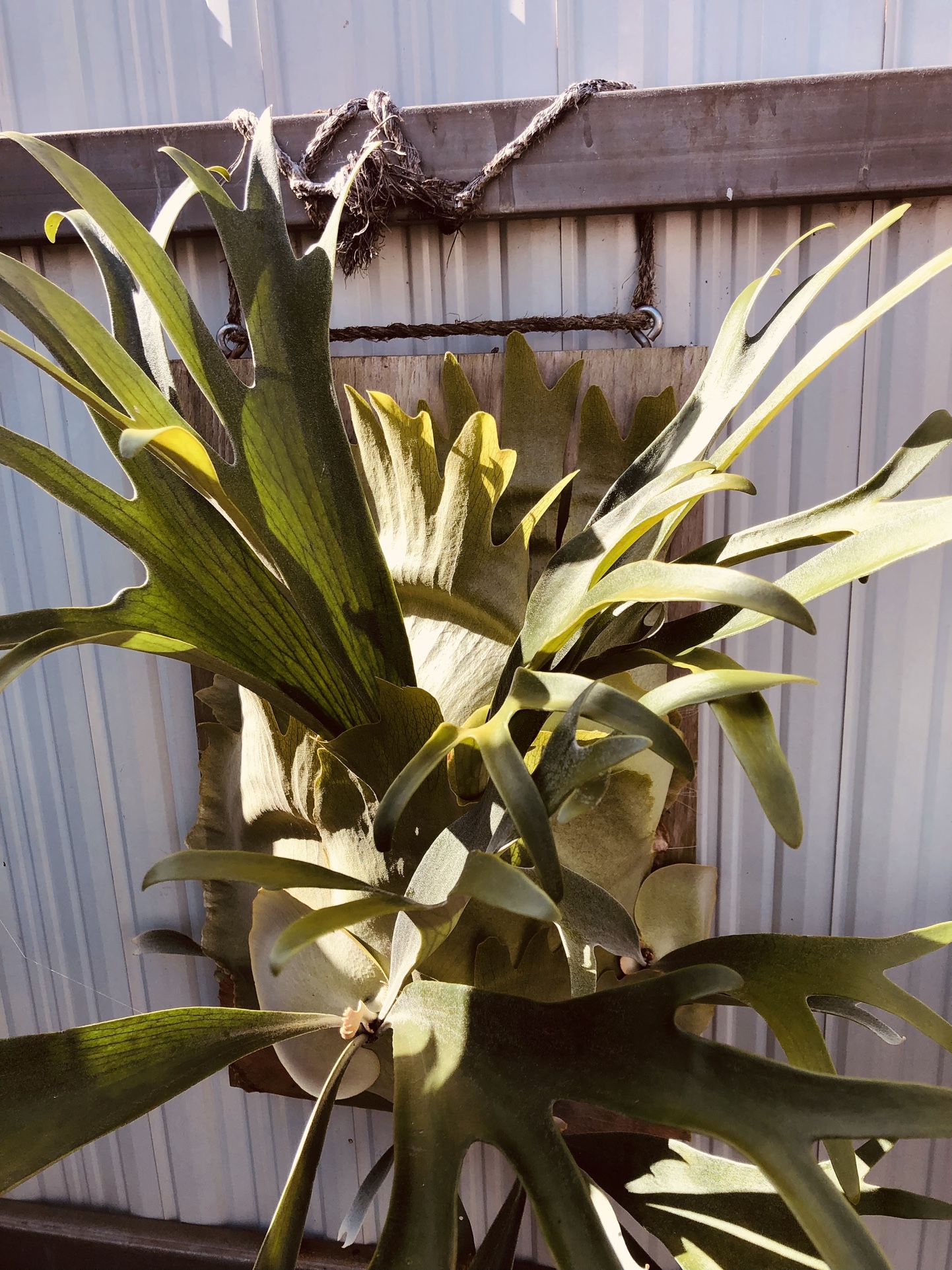 Staghorn Fern Plant 