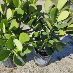 clusias podocarpus  Only  instant privacy  Hedge  for fences 