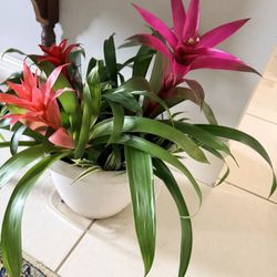 House Indoor Plant $40 