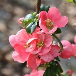 Chaenomeles flowering Japanese quince for Bonsai