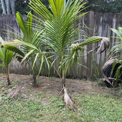 Coconut Palm Tree 
