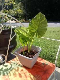 Tropical elephant ear