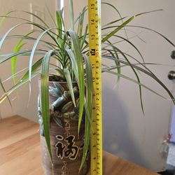 Plant