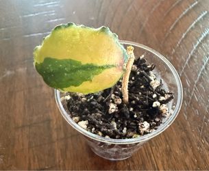 Hoya Caudata Variegated