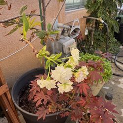 5 Ft Mt Fuji Cherry Flowering Tree 