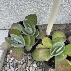 Succulents