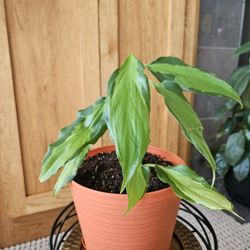 Aglaonema Spathonema 