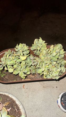 Succulent Cluster in Oval Planter