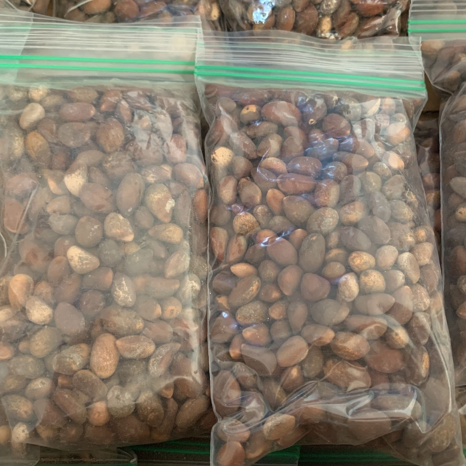 NM Piñon for Sale in Seboyeta, NM OfferUp