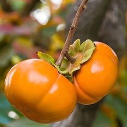 Persimmon  Tree