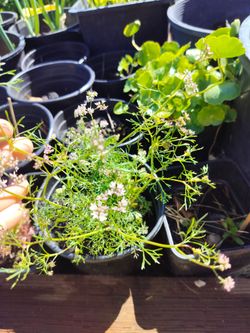 Coriander