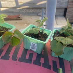 Strawberry Plant(s)