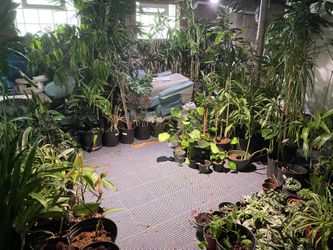 🪴 🍃 Tons of houseplants available for sale! Sunday, June 8 west side of Cleveland 11a-2p 🌴 🌱