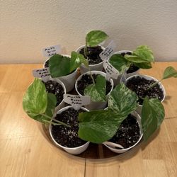 Marble Queen Pothos