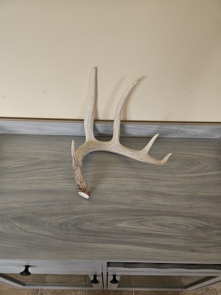 Deer Antler