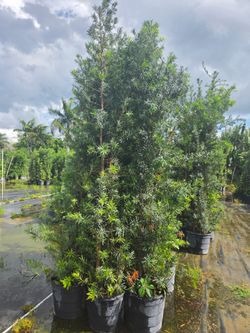 podocarpus  over 7 feet tall Instant Privacy Hedge For Fence Green Full Ready for planting