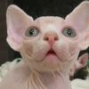 ChocoKitty