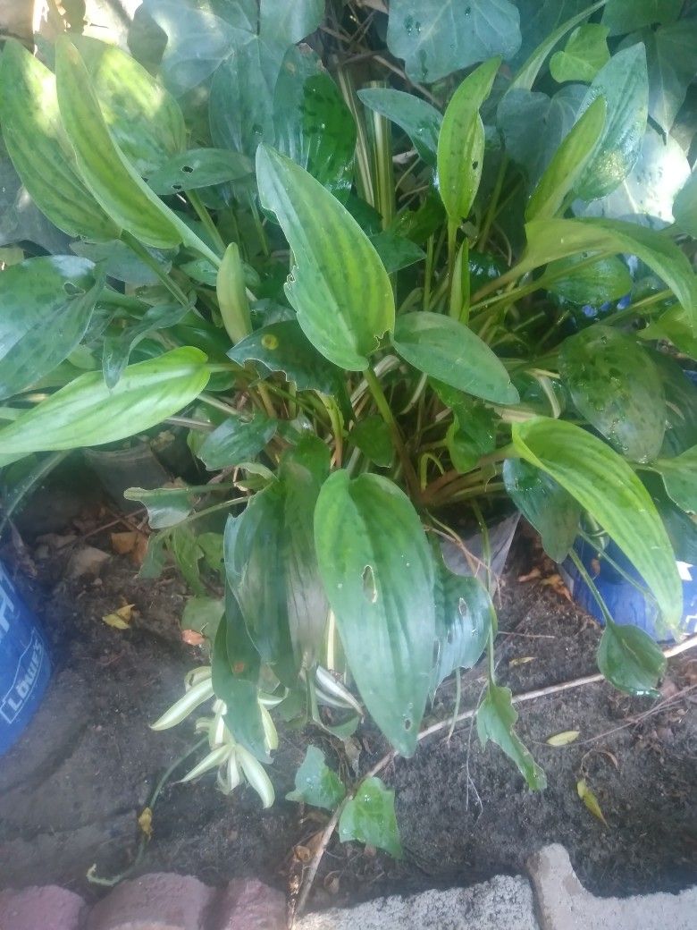 Plant 