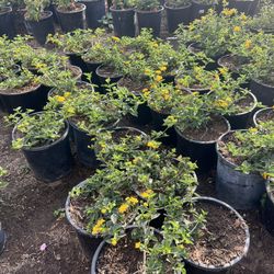 Yellow Lantanas 