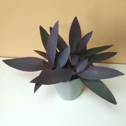 Tradescantia Pallida Plant/ House Plant/ Indoor Plant Flower Patio Garden