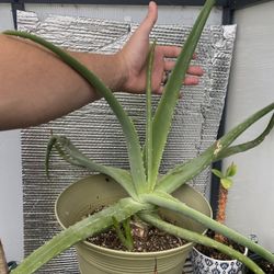 Aloe vera