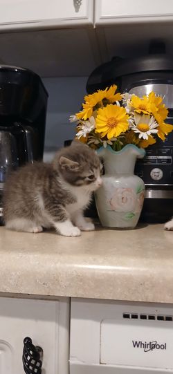 Free 'vase' not kitty