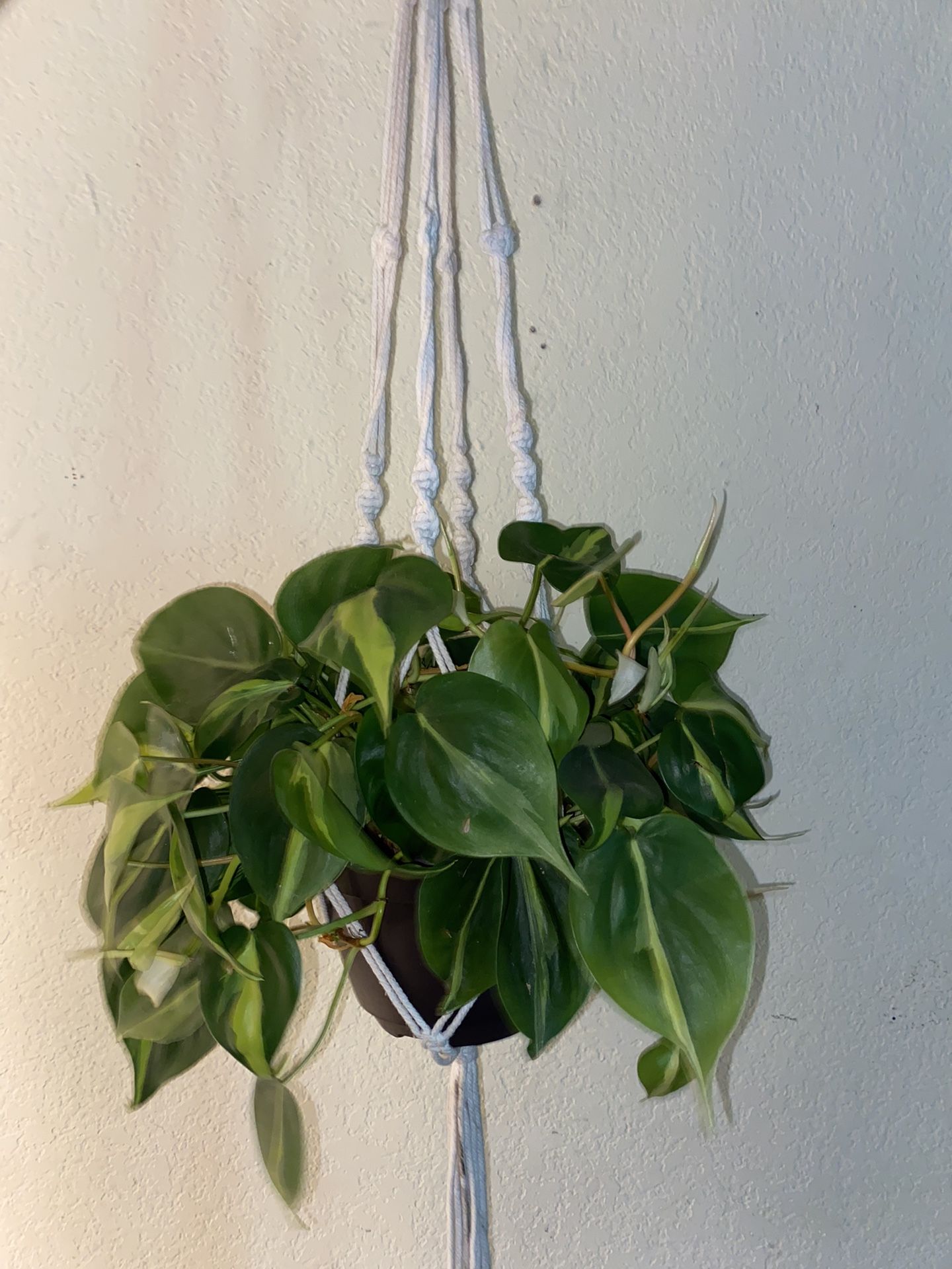 Brazil Philodendron 