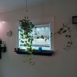 Indoor House Plants 