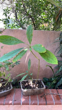 Two Avaccado plants