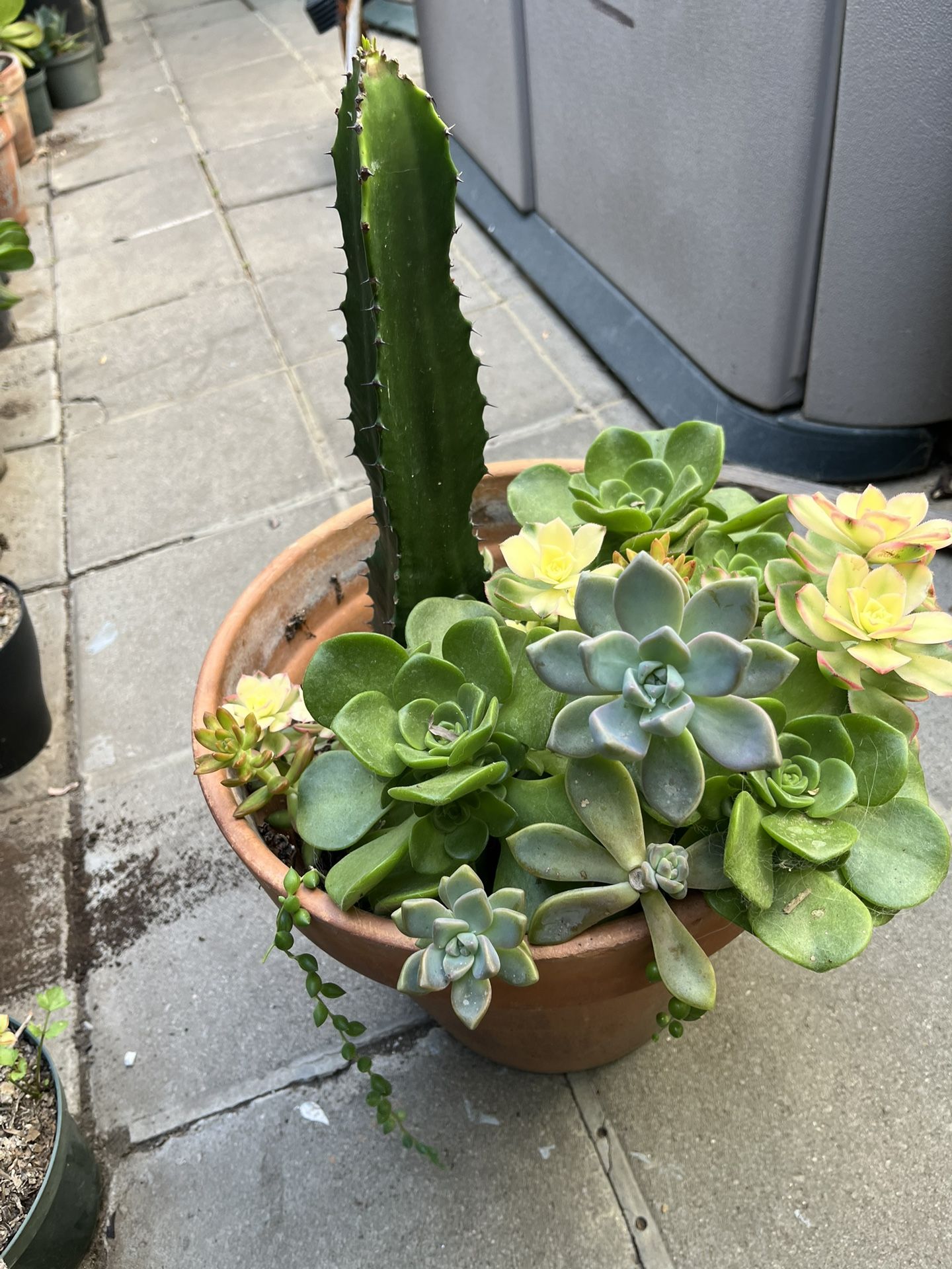 Large Poted With Cactus And Variety Of Succulents $50 Whole Pot