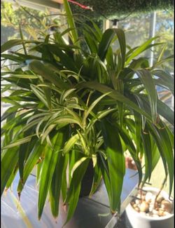 Large spider Indoor Potted Plant