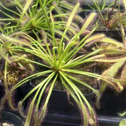 Carnivorous Plant - Drosera Capensis LG