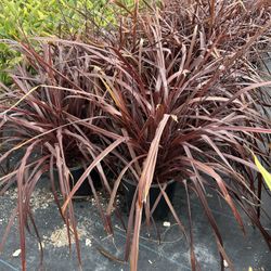 Cordyline 