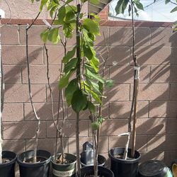 PPC and African pride Atemoya ( 2 in 1 plant)