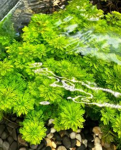 Limnophila Heterophylla - Aquatic Plant Bunch - Low-tech Aquarium Plant - Easy Freshwater Plant For Aquascape Aquascaping Fish Tanks 