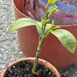 Navel Orange Tree 