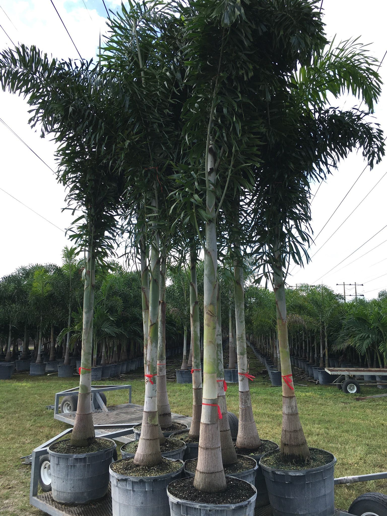 Foxtail Palm Trees