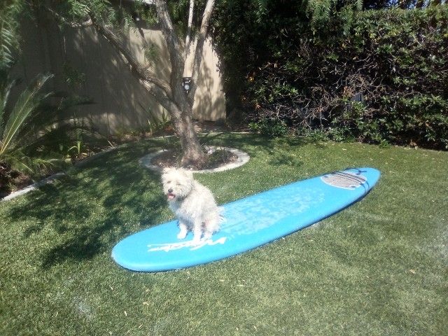 7 Ft Plus Fun Board Size Soft Surfboard