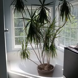 Plant 300$