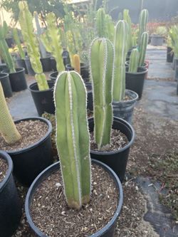 Mexican Post Cactus