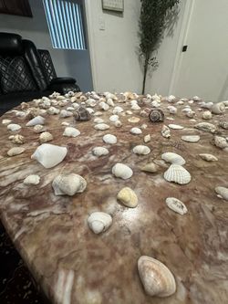 So Many Seashells For Sale