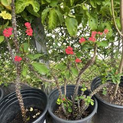 Crown of Thorns plant