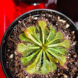 Sundew, Drosera Tokaiensis, Plant