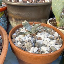 Nevada Desert Grown Agave