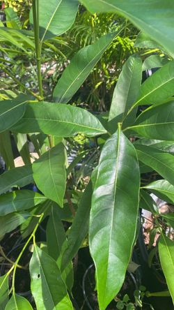 Jackfruit Tree