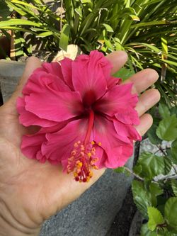 Selling My Duplicates, I Order Few Of This On Ebay A Few Years Ago, They Were Babies, Now Adults In Bloom, Came From Hawaii, I Would Say About 2 Feet