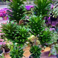 Dracaena Compacta 5feet  Cây Thiết Mộc Lạn 