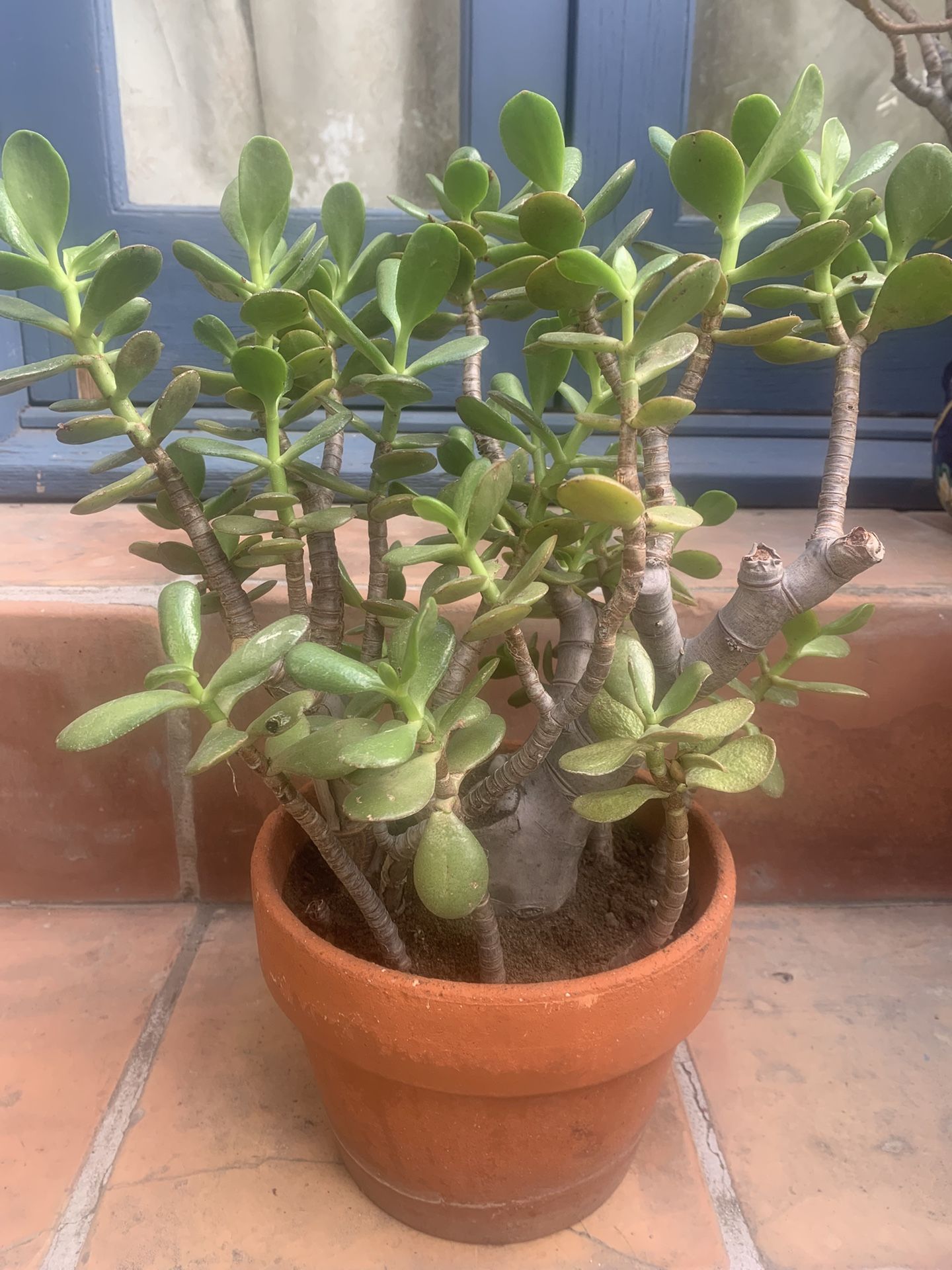 18” Tall Lucky Jade Plant 🪴 Terracotta Pot