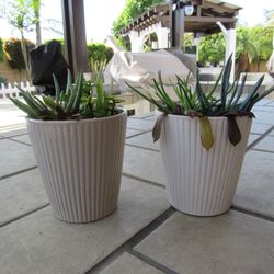 Pair Of Beige Ceramic Garden Pots With Succulents 