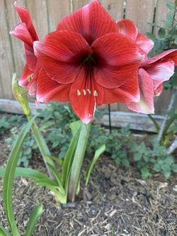Amaryllis